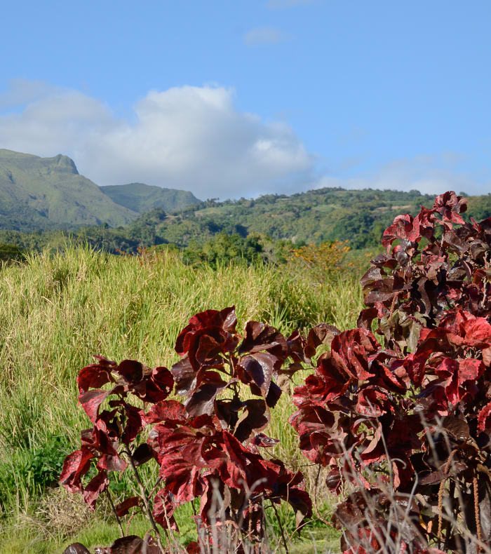 Rando découverte Martinique 8 jours — billede 2