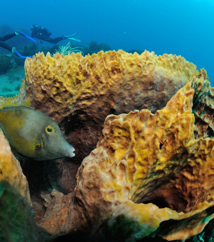Full Plongée exploration aux Saintes 8 jours — billede 3