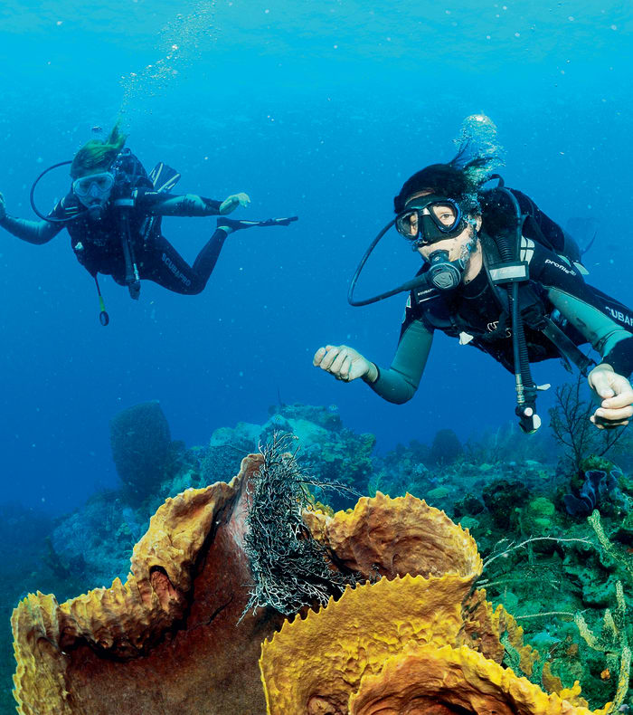 Plongée Spécial Débutant et plongée exploration Martinique en 14 jours — billede 2