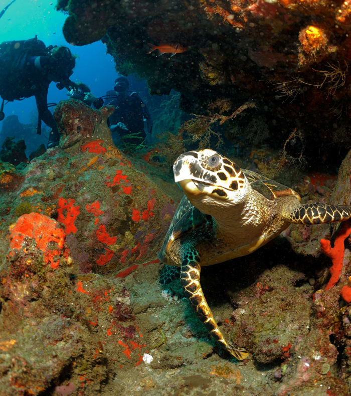 Plongée exploration et Rando Caraïbes 14 jours — billede 2