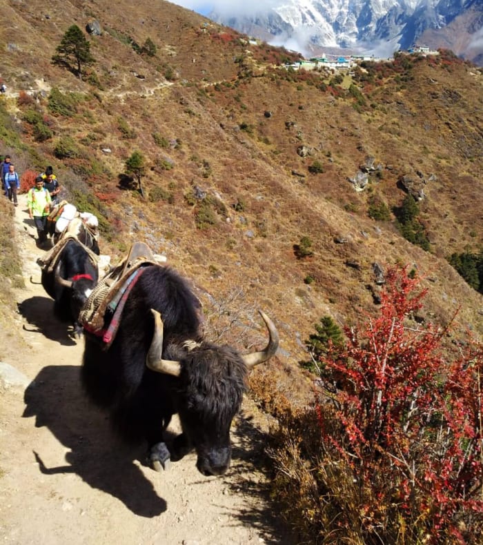 Everest Base Camp — billede 3