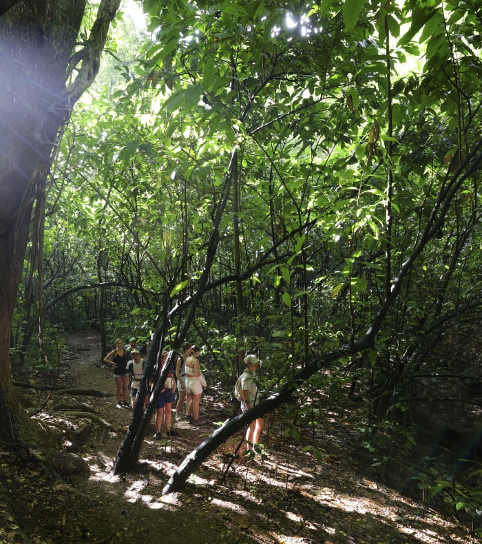 Groupe de plongeurs explorant une forêt tropicale luxuriante en Martinique avec végétation dense et lumière naturelle