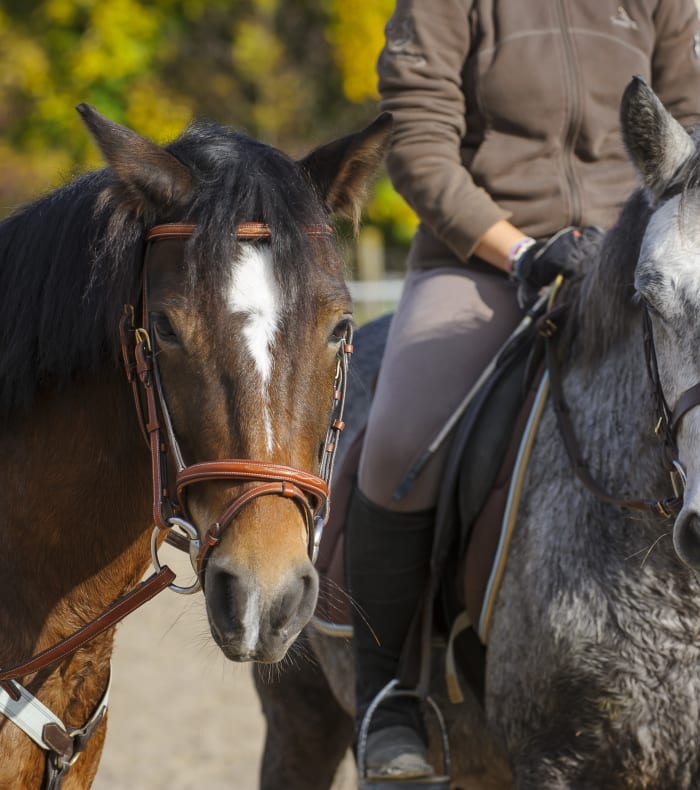 STAGE PONEY COMPETITION