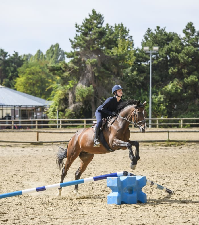 Perfectionnement Hunter - CHEVAL