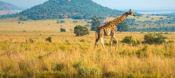 https://media.ucpa.com/image/upload/w_360,h_160,c_lfill,g_faces:auto/Telligo/00000795-T-Afrique.jpg
