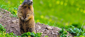 https://media.ucpa.com/image/upload/w_360,h_160,c_lfill,g_faces:auto/Telligo/00001032-T-le-cri-de-la-marmotte.jpg