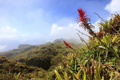 Rando découverte Martinique 8 jours