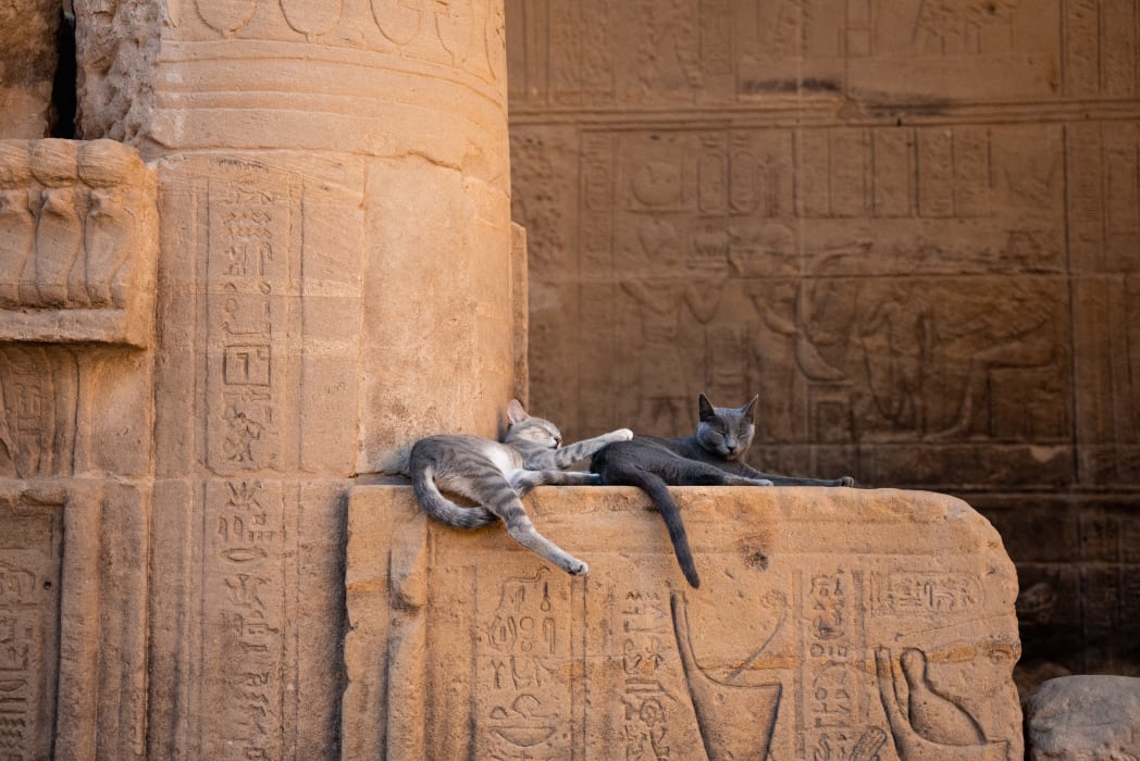 00008698-la-balaguere-egypte.jpg