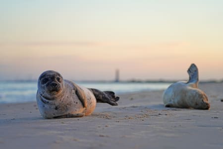 Jeunes phoques sauvages au coucher du soleil sur la plage de Grenen à Skagen, Danemark