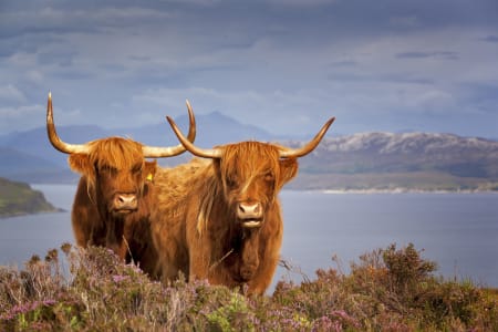 Vaches highlands, Ecosse