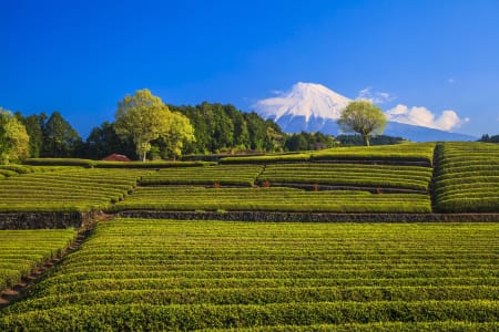 Plantation de thé et mont Fujui