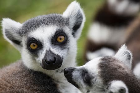 animaux, Madagascar
