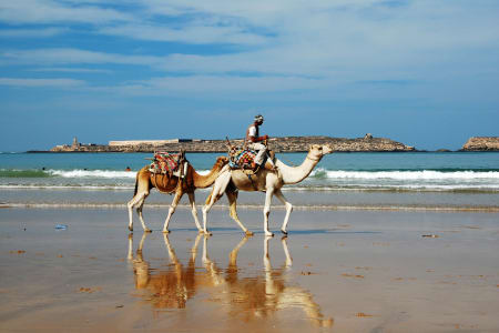 Dromadaires sur la plage d'Essaouira, Maroc
