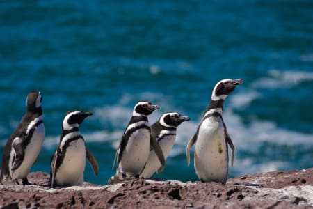 Pingouins, Patagonie