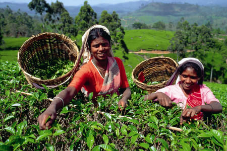 Portrait de femmes cueilleuses de thé au Sri Lanka