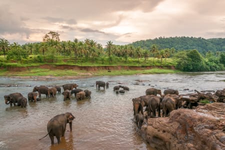Elephants, Sri Lanka