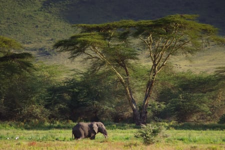 Elephant, Tanzanie
