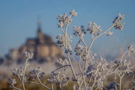 Des branches couvertes de givre en premier plan, avec la silhouette floue du Mont-Saint-Michel