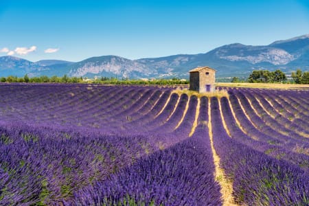 Champs de lavande près de Valensole, Provence, France
