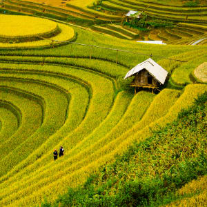 Vue panoramique des rizières en terrasses luxuriantes au Vietnam, avec une petite cabane traditionnelle en bois et des cultivateurs marchant entre les cultures dorées sous un ciel lumineux