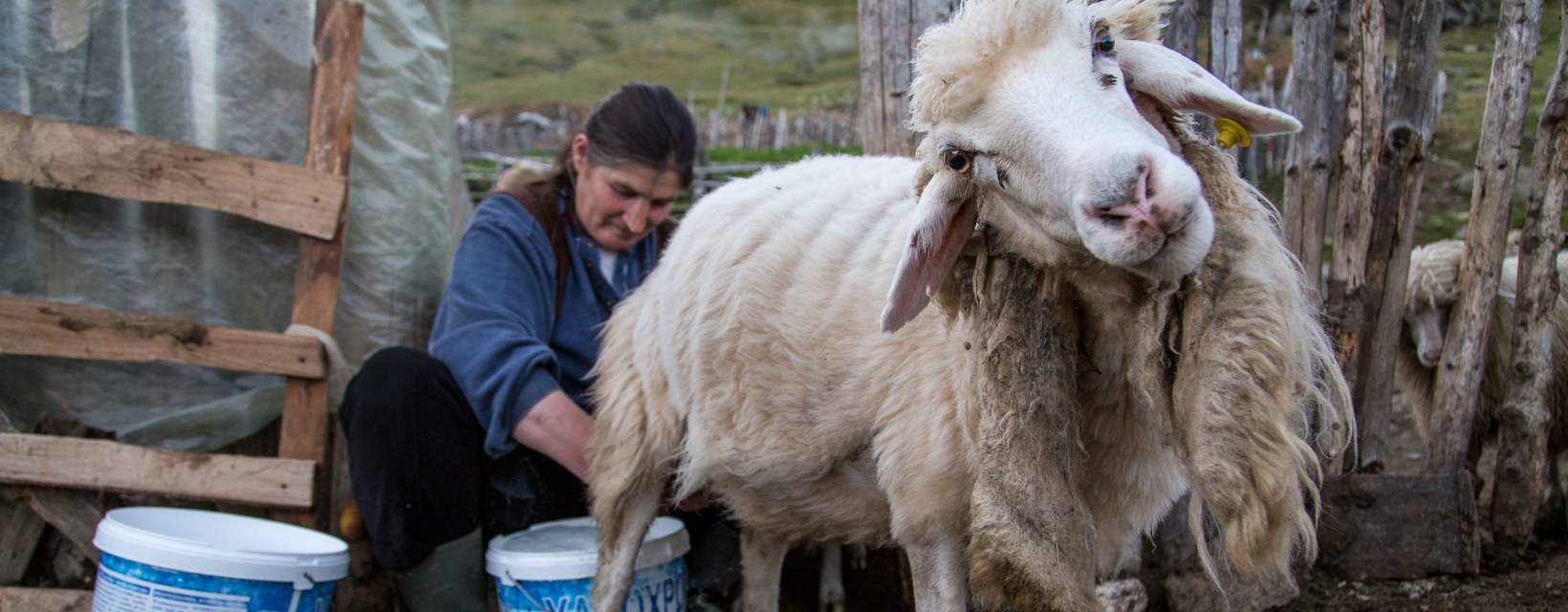 Une femme trait une brebis en Albanie