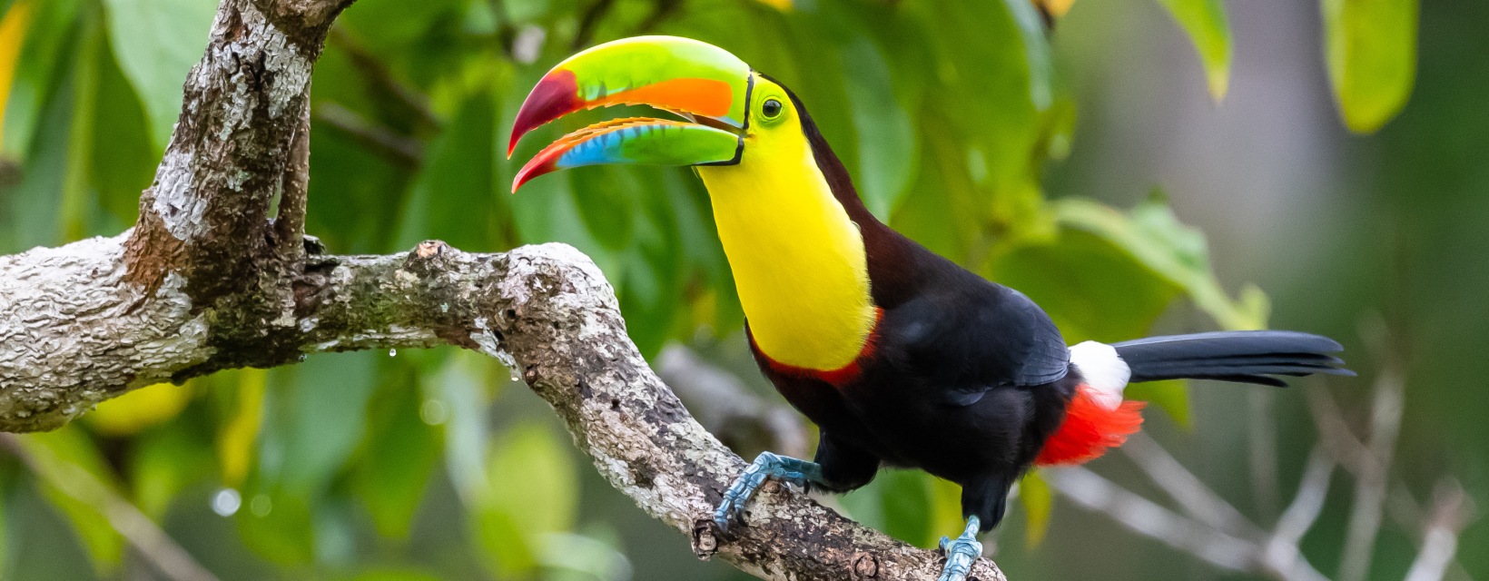 Un toucan perché sur une branche au Costa Rica