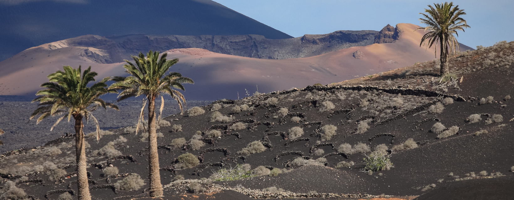 Vignes de la Geria, Lanzarote