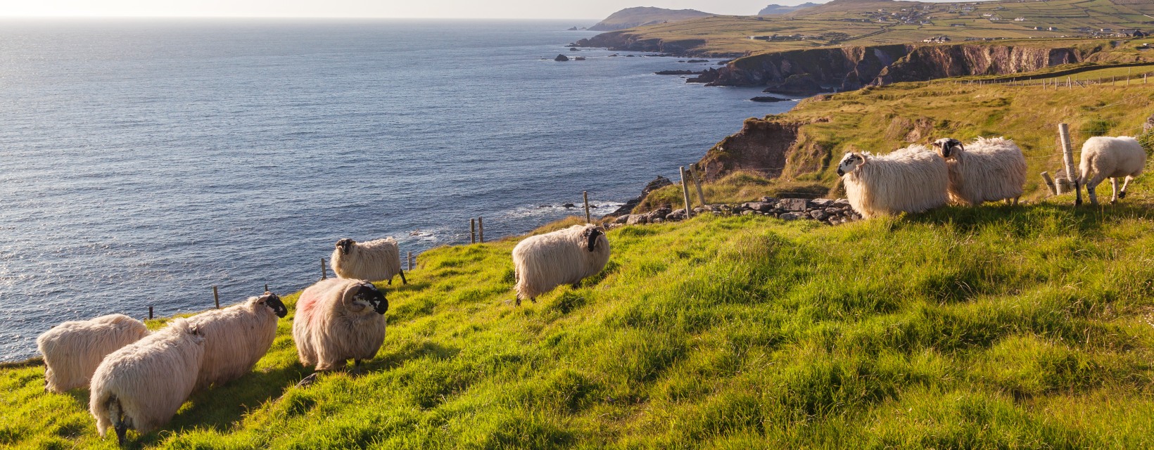 Les moutons irlandais à Dingle