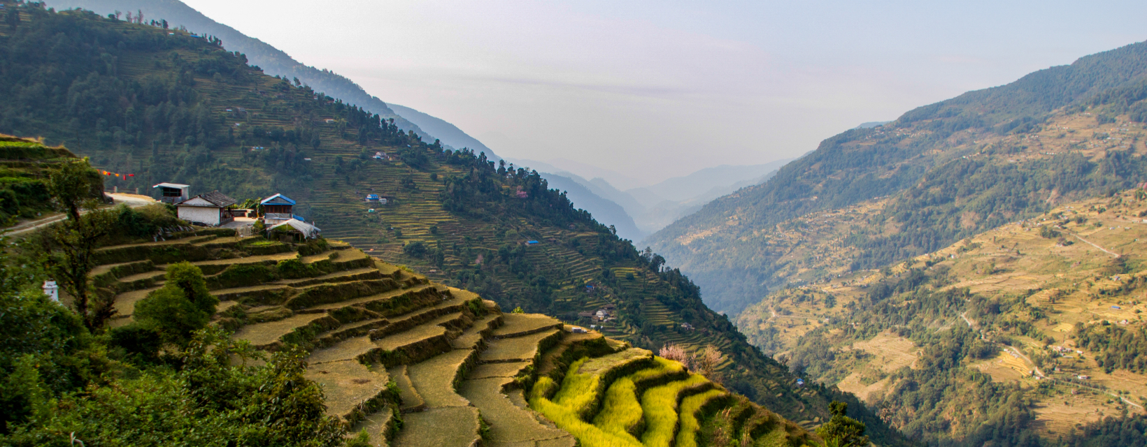 Vue sur des rizières à Pokhara