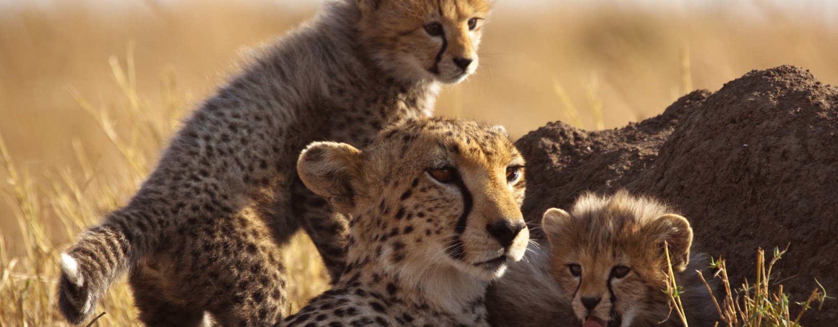 Une guéparde et ses deux petits en Tanzanie