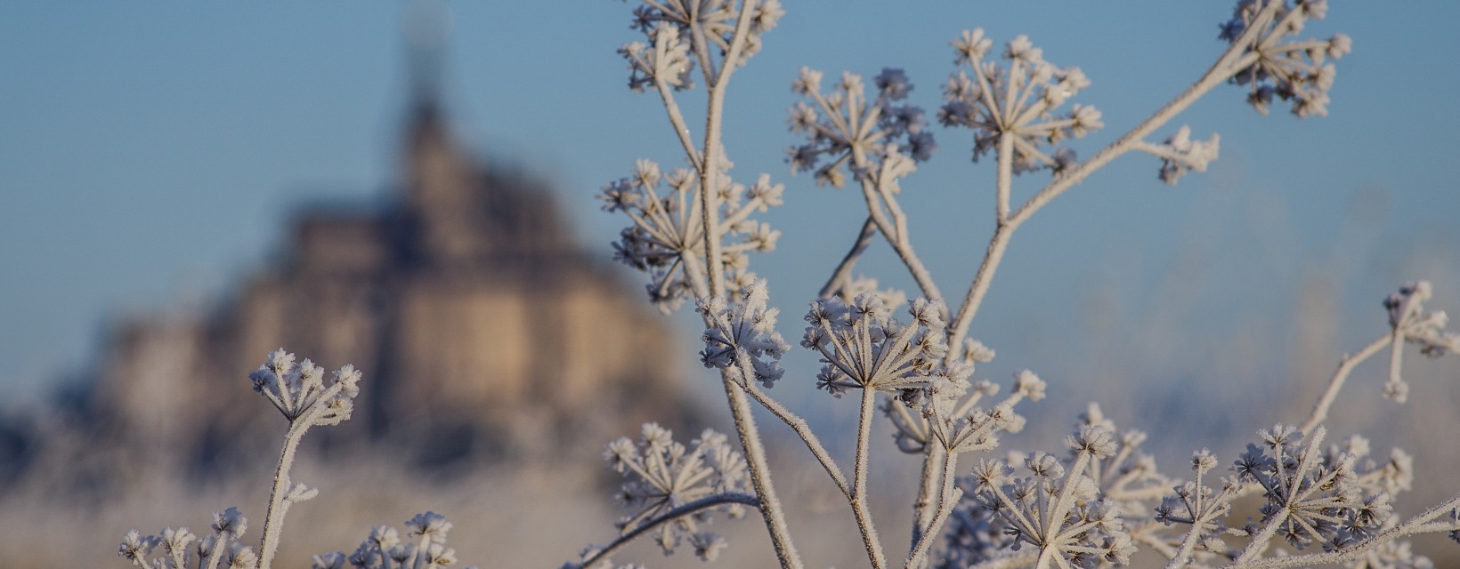 Des branches couvertes de givre en premier plan, avec la silhouette floue du Mont-Saint-Michel