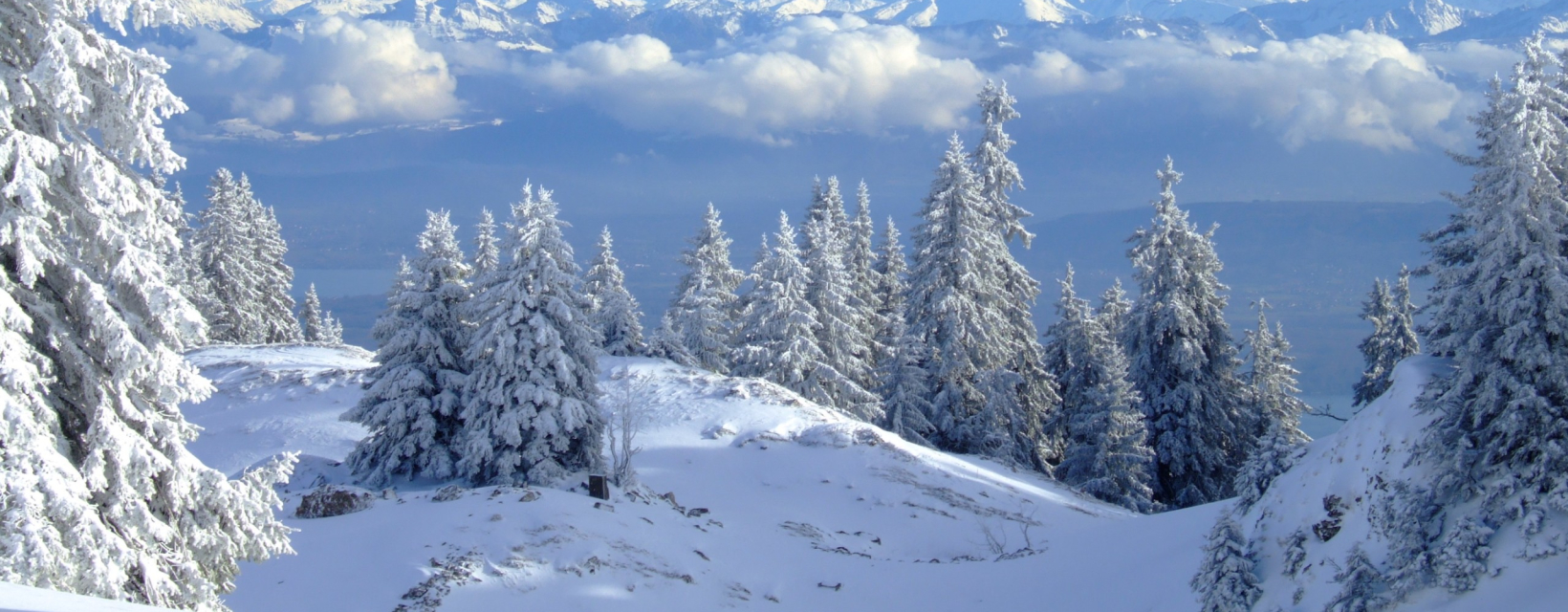 Une forêt de sapins enneigés avec des montagnes en arrière-plan