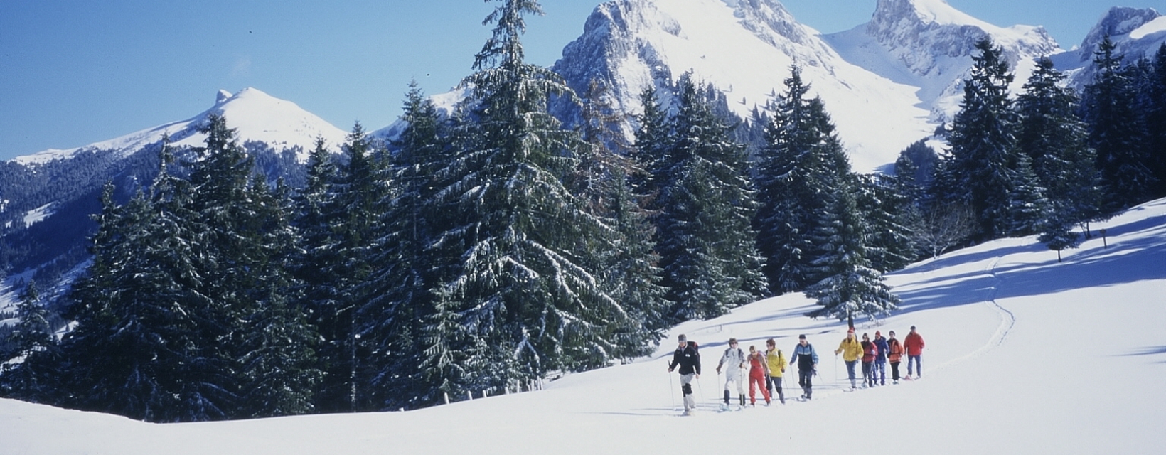 Groupe de raquetteurs marchant dans une forêt de sapins entourée par les montagnes dans les Alpes