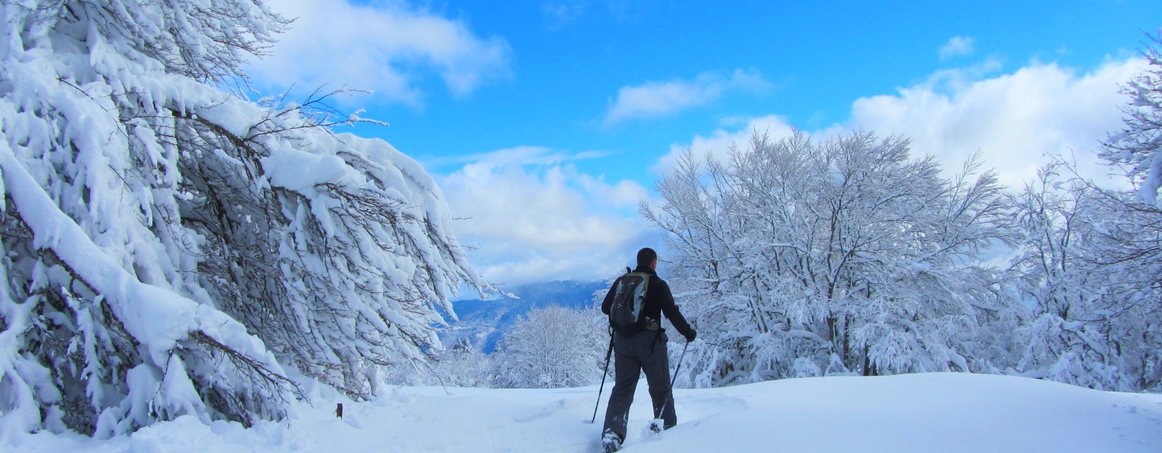 Un raquetteur marche dans une forêt enneigée en Chartreuse
