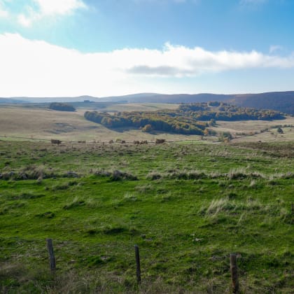 Aubrac