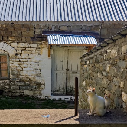 chats prenant le soleil, Albanie