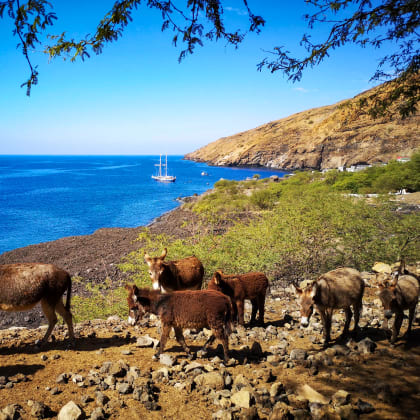Mules, côte de Santo Antao, Cap-Vert
