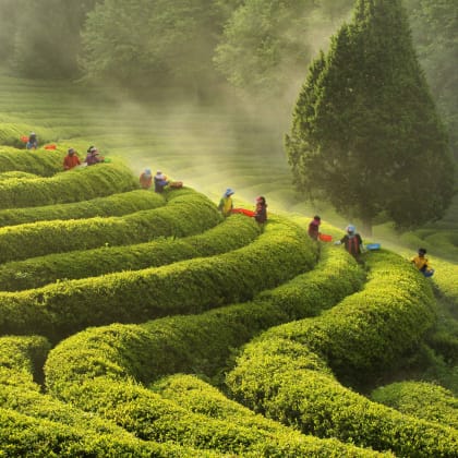 Corée du Sud, Morning of a Tea Plantation, Jeollanam-do Boseong