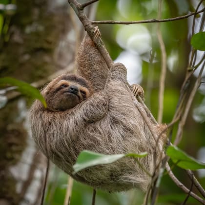 Paresseux dans la forêt tropicale, Costa Rica