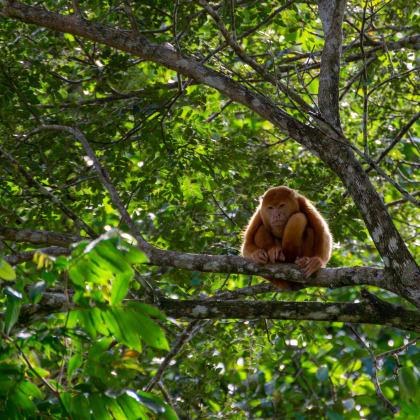 Singe dans la jungle au Costa Rica