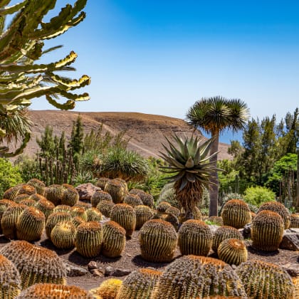 Palmiers et cactus, Fuerteventura, Canaries