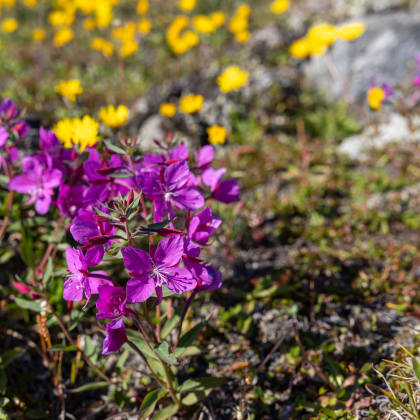 fleurs arctiques du Groenland
