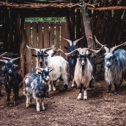 trek & repas chez le berger, Italie, Sardaigne