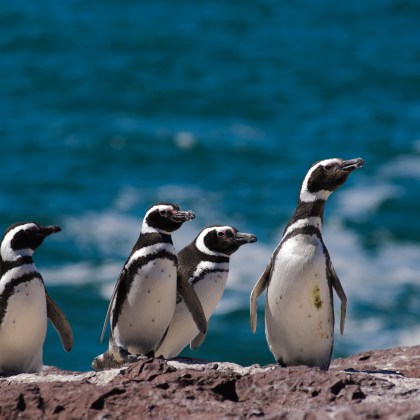 Pingouins, Patagonie