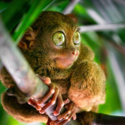 tarsier bohol philippines wildlife