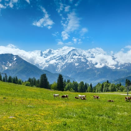 Vaches en troupeau dans une clairière et massif du Mont Blanc