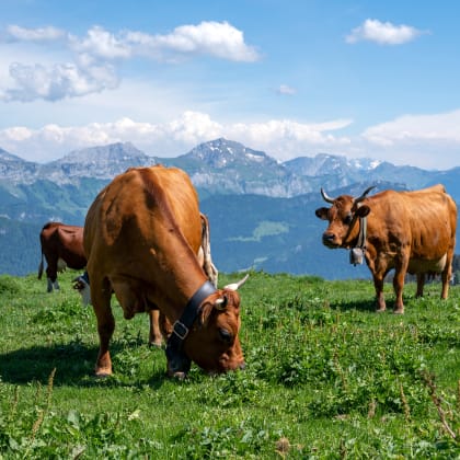 Vaches Tarine broutant au sommet du Semnoz en Haute-Savoie