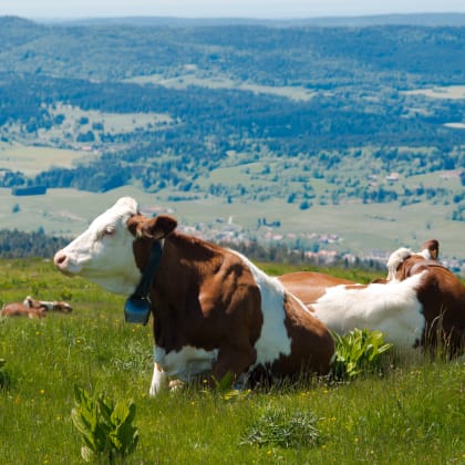 Vaches montbéliardes au pâturage sur le mont d'Or à Longevilles-Mont-d'Or, Doubs, France