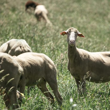 Les Hauts de Saint-Lary, vallée d'Aure, Hautes-Pyrénées