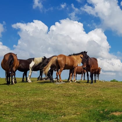 Chevaux, Pays Basque